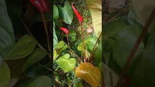 organic Anthurium cultivation 💐💐💐  unlimited plant cultivation channel [upl. by Nerehs]