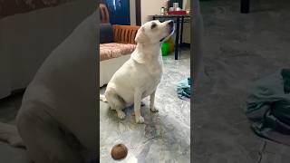 Chettan vannille chettachiyan vannile 🐕coimbatoresamayalsubscribe [upl. by Raeann146]