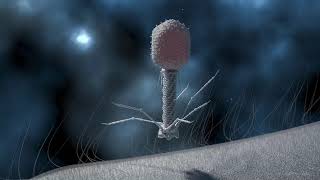 T4 Phage Replication [upl. by Sivrad62]