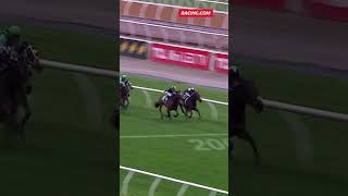 What a finish in the Turnbull Stakes horseracing horsetraining horse flemington shorts [upl. by Myrta]