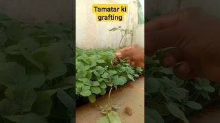 Tamatar ki grafting kaise karenfarming howtogroweggplant growingplants agriculture [upl. by Aruam]