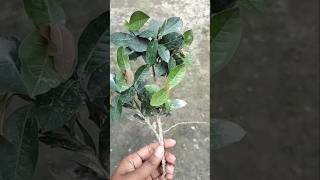 How to grow Ixora plants 🌱🌸 viralshort plants gardaning ixora [upl. by Kolnick114]