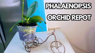 Repotting Phalaenopsis Orchid to RELAXING MUSIC [upl. by Anilys326]