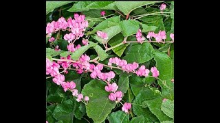 ENREDADERA ANTIGONON LEPTOPUS [upl. by Ocir806]