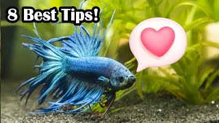 How To Create A Bond With Your Betta Fish [upl. by Aicilram204]