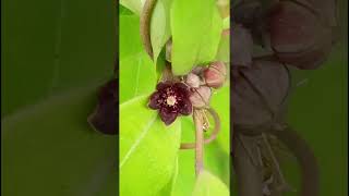 Indian sarsaparilla Hemidesmus indicusApocynaceae family trending nature flora flowersforest [upl. by Eisnyl]