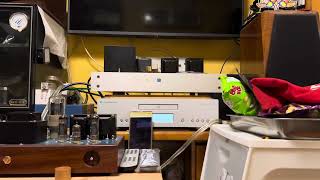 SourceYouTube  Daphile LMS  piCorePlayer  Cambridge azur 740C DAC  EL84 Signal End tube amp [upl. by Bronwyn]