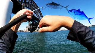 Sydney Harbour Trevally and Bonito Fishing Action [upl. by Ras]