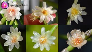 Part 2 Clonal Variation in Epiphytic Cacti [upl. by Marrilee]