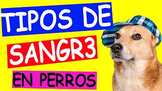 TIPOS de SANGRE en PERROS para TRANSFUSIONES [upl. by Firmin]