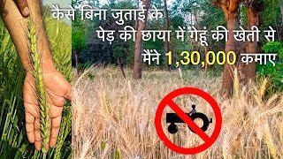 बिना डीजल की 1 बूंद भी जलाए  लिया मैंने उत्पादन 40 क्विंटल  Hectare Wheat Farming गेंहू की खेती [upl. by Macegan15]