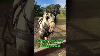 Monty’s 6th lesson to be broken shortsyoutube horse horsemanship horseriding foryou [upl. by Lua]