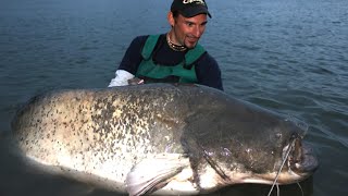 CATFISH 250 LBS REALLY MONSTER HARD FIGHT by CATFISH WORLD [upl. by Yetnom]