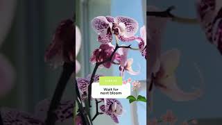 How to repot an orchid [upl. by Holladay]