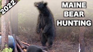 2022 Maine BEAR HUNTING  HUGE SOW [upl. by Ahsemac364]