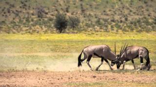 Gemsbok Oryx FightingSlow Motion Kalahari South Africa [upl. by Det765]