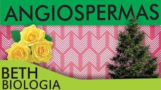 ANGIOSPERMAS [upl. by Andel]