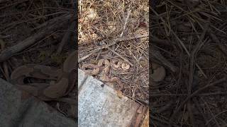 Finding THREE COPPERHEADS under metal alabamaherping copperhead herping flipclip snakes [upl. by Desdee]