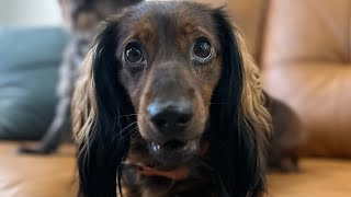 Duke the long haired Dachshund available for adoption [upl. by Jadda]