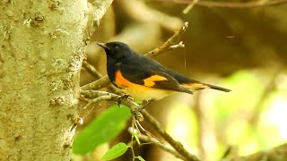 American Redstart  Pat ONeil Bird IDs [upl. by Ettegroeg564]