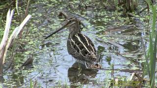 ENKELBECKASIN Common Snipe Gallinago gallinago Klipp  1215 [upl. by Merkley]