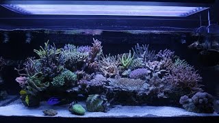 Tofu 125 Gallon Compilation Reef Video [upl. by Bride603]