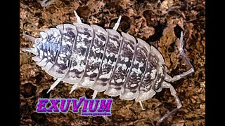 Porcellio haasi Light isopods [upl. by Conrade]