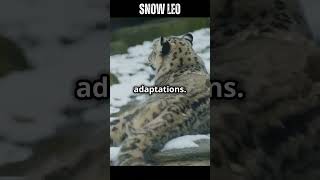 Unbelievable Snow Leopard Facts You Didnt Know [upl. by Nahtan760]