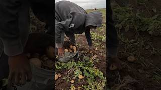 Recolección de papa en el Valle del Mayo demasiado Rápido 😱🥔👌✔️ SaludosYBendiciones papas [upl. by Ameline272]