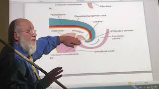 General embryology 32  Allantois  by Dr Wahdan [upl. by Paik]