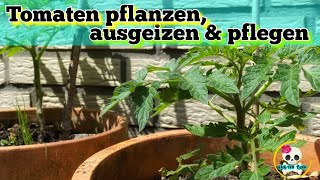 Tomaten pflanzen  ausgeizen  schneiden amp pflegen  Tomatenpflanzen schneiden  ausgeizen [upl. by Fredel929]