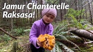 BERBURU JAMUR LIAR CHANTERELLES  FORAGING CHANTERELLE MUSHROOMS 🍄🍂 [upl. by Harihat]