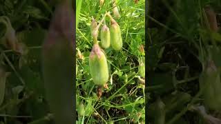 Crotalaria retusa crotalariaretusa plant shorts [upl. by Nelleus]