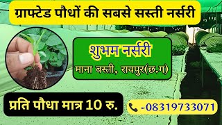 सस्ते कीमत पर ग्राफ्टेड पौधें  शुभम नर्सरी रायपुर Grafted plants available at affordable prices [upl. by Mezoff]