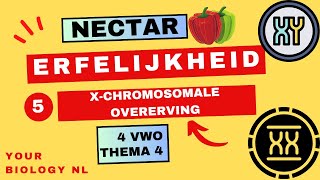 4 vwo  Erfelijkheid  5  Xchromosomale overerving [upl. by Ailis]