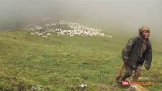 Himalayan way to make shelter  sheep farm [upl. by Valorie136]