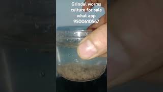 grindal worms culture for sale grindalworm [upl. by Iuqcaj662]