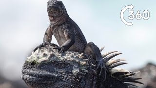 Filming Iguana vs Snakes  Behind the Scenes 360°  Planet Earth II [upl. by Harwin881]