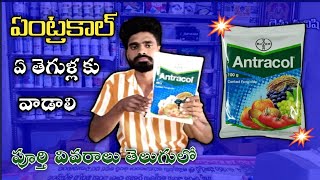 Bayer Antracol Contact Fungicide use in teluguPropineb 70wpZink Difenceny ControlRythu Manishi [upl. by Kirsten]