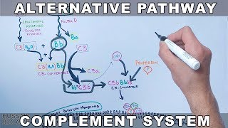 Alternative Pathway of Complement System [upl. by Lleder]