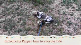 Decoy dog Training Pepper and the coyote hide [upl. by Anilat]