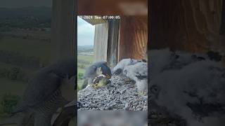 Falcon chick takes prey from dad for self feeding falcon diamond xavier garrama yira shorts [upl. by Chamberlin]