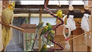 Over 3 Hours of Budgies and Cockatiels Talking Singing and Playing in their Aviary [upl. by Munmro990]