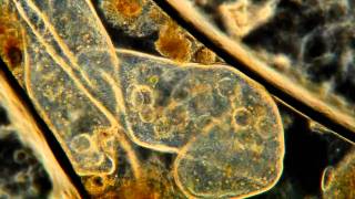 Paramecium Cuddling High Definition Magnified 400x [upl. by Rodnas950]