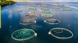 The future of aquaculture New fish farming technologies [upl. by Lletnahs]