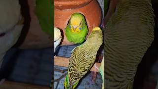 3 budgies male choice one female birds budgielife aviary shorts [upl. by Rann]