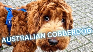 Australian Cobberdog  Facts and Information [upl. by Enelyak950]