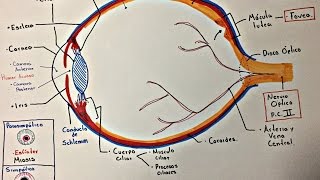 Ojo Anatomía y generalidades [upl. by Sorvats]