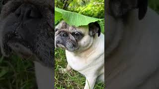 Before Nachher pug puglove funny mops lustige Video [upl. by Brote]