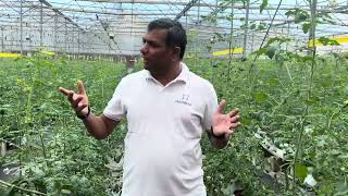 hydroponic tomato cultivationcalcium deficiency blossom end rot [upl. by Nishom368]